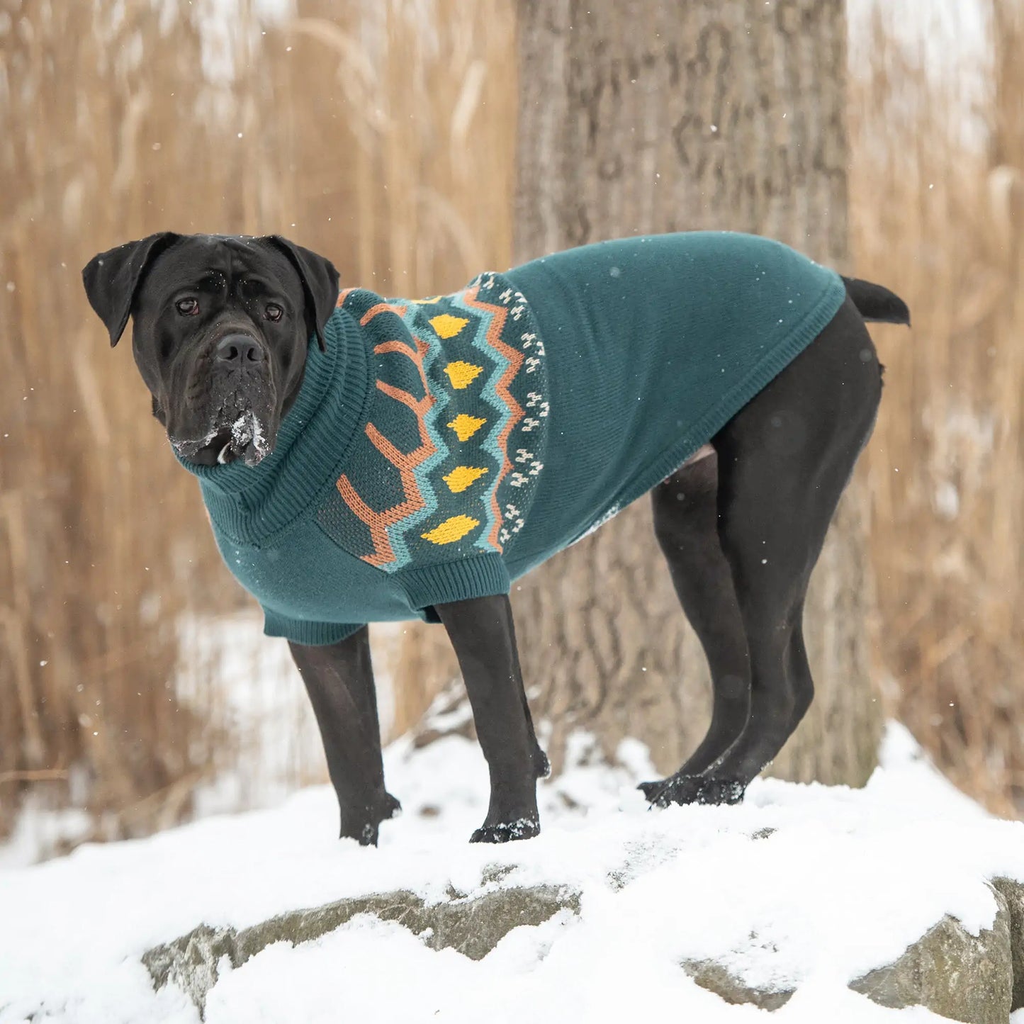 Heritage Dog Sweater - Teal
