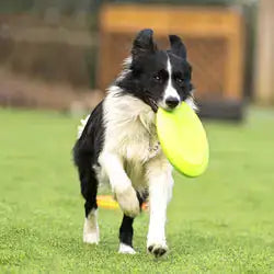 Dog Rubber Flying Disc Toy