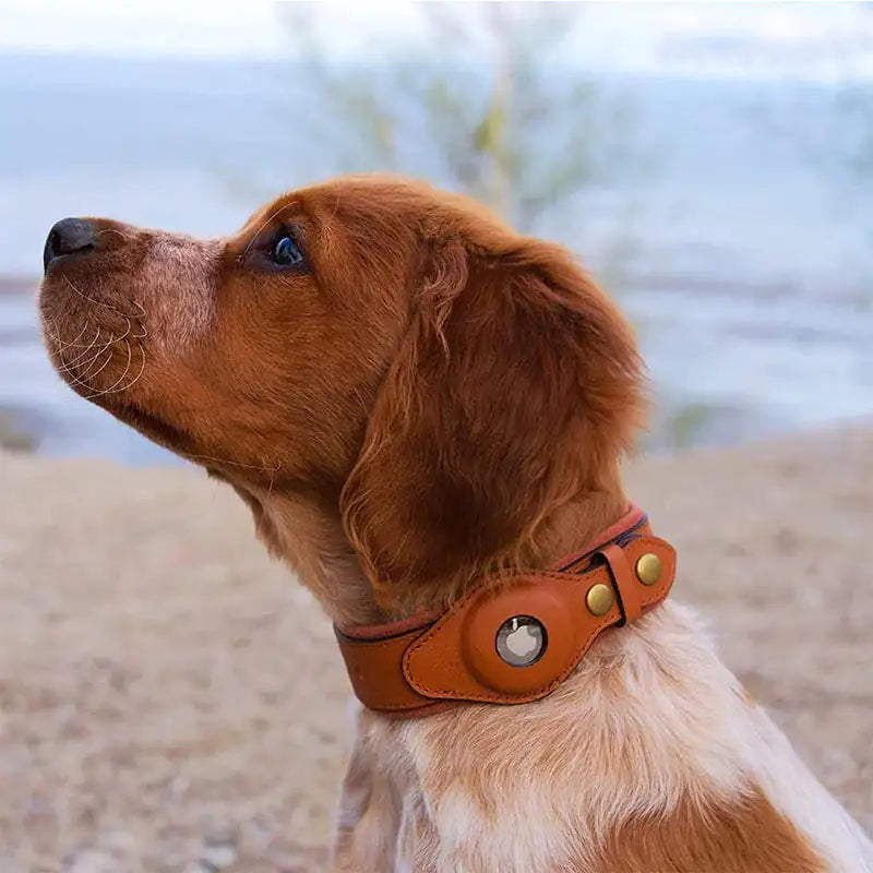 Anti-Lost Pet Collar