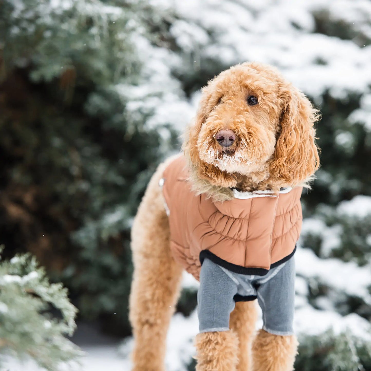 Elasto-Fit Urban Parka Dog Coat - Caramel