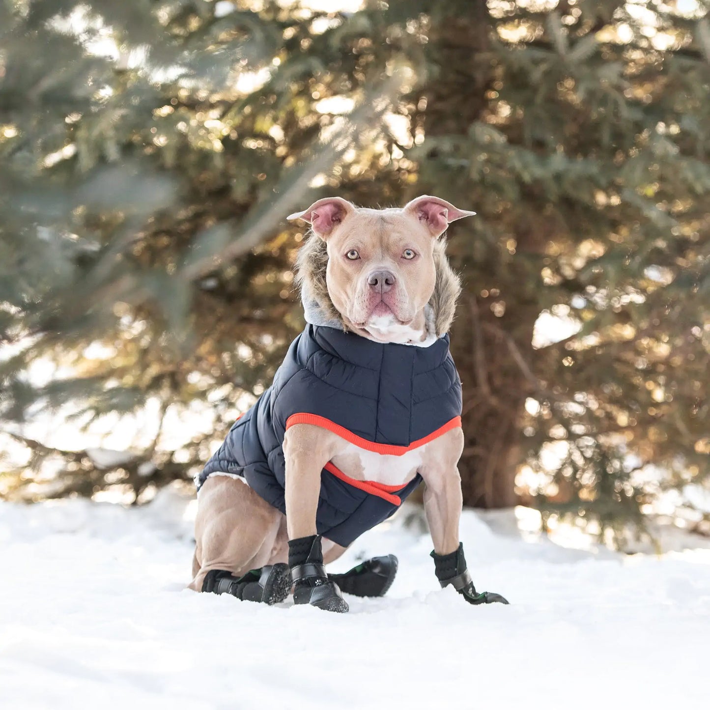 Winter Sailor Parka Dog Coat - Navy