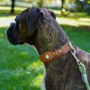 Anti-Lost Pet Collar