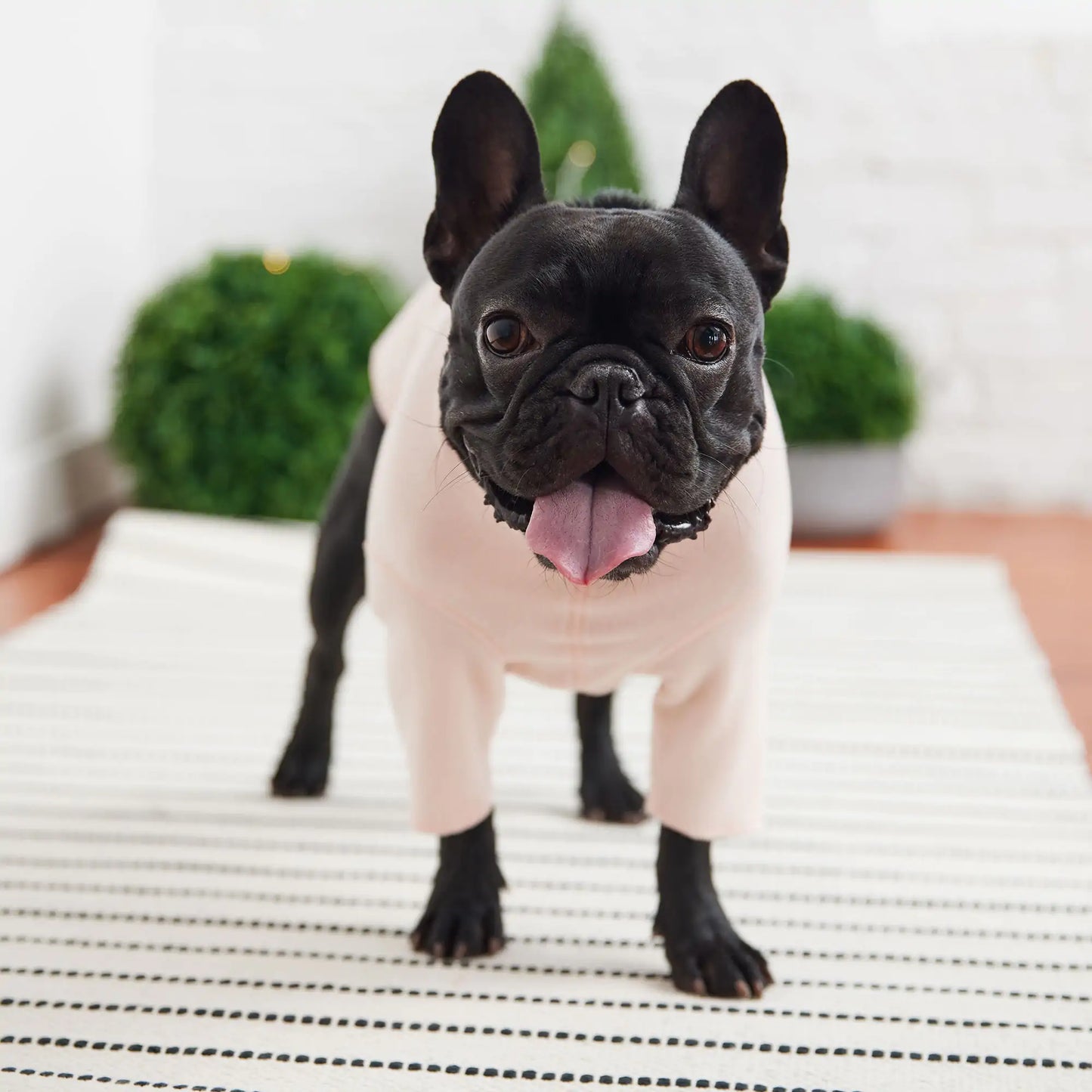 Dog Gondola Base Layer - Pink