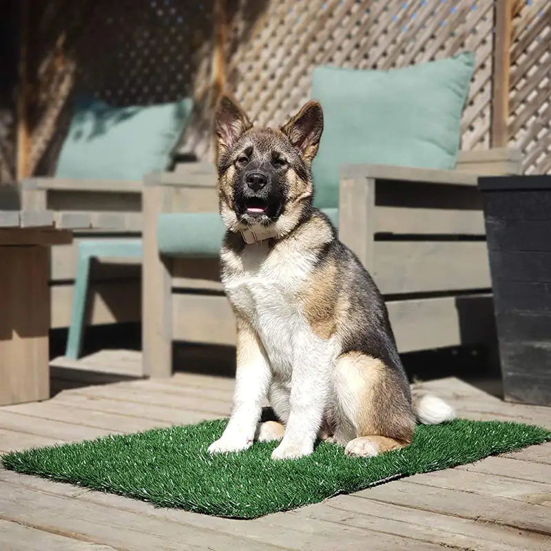 Pet Potty Grass Patches