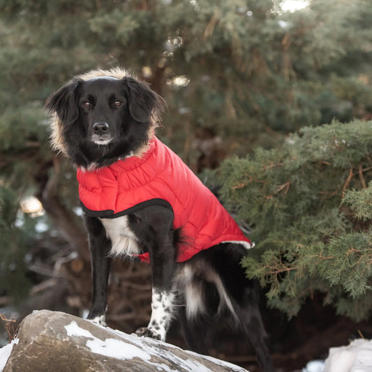 Elasto-Fit Urban Parka Dog jacket - Red