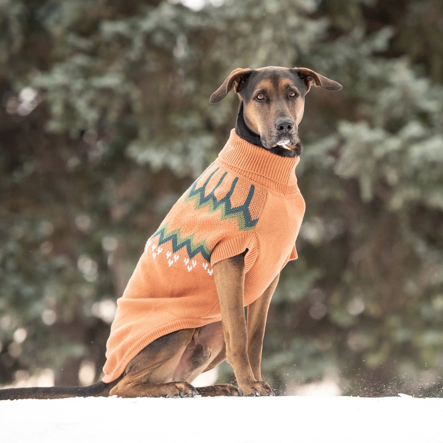 Heritage Dog Sweater - Hazel